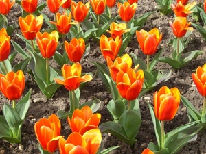 Tulipa kaufmanniana 'Early Harvest'_0001.JPG